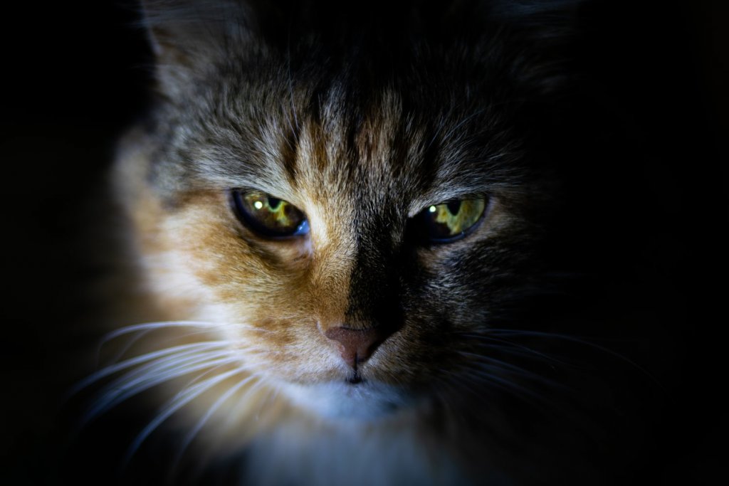 Close-up photograph of a cat with green eyes