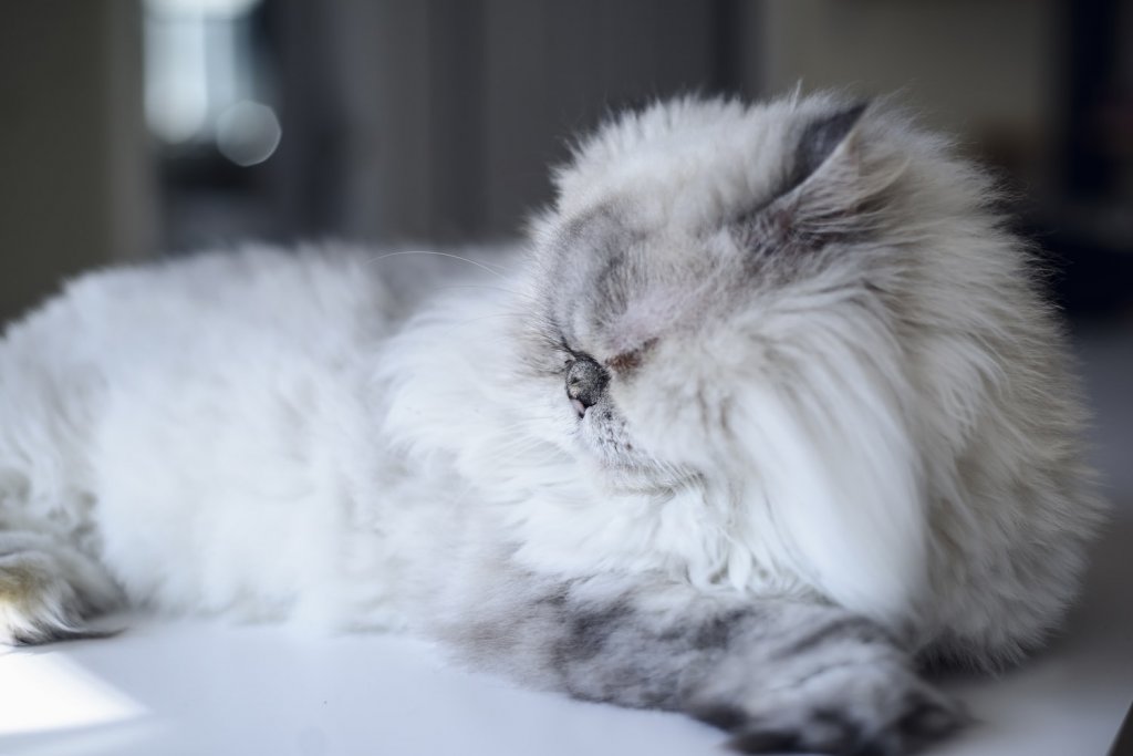 Fluffy white and grey cat laid down asleep on their side