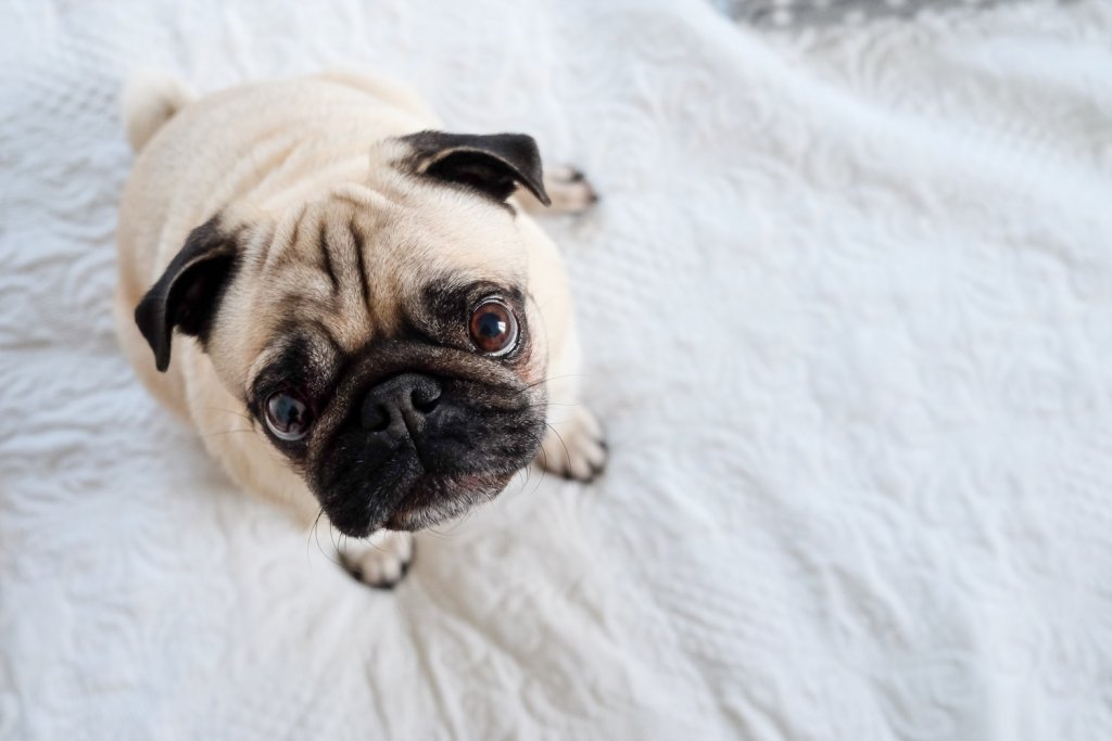 Pug sat upright on a white sheet looking up