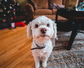 Dog at christmas