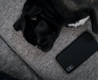 Dog and phone