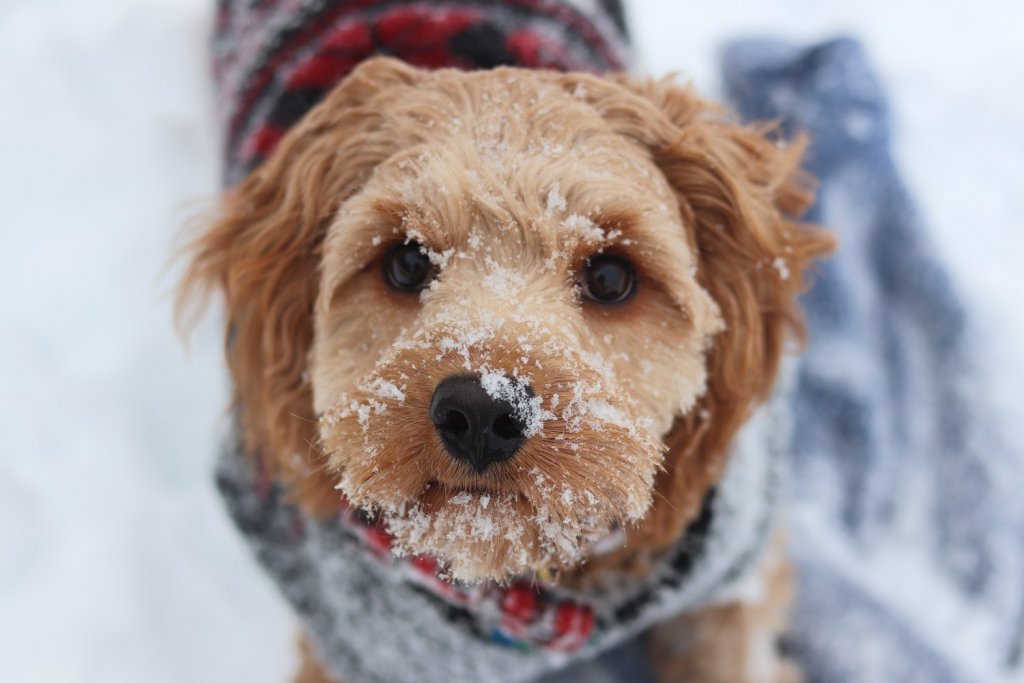 Close-up photograph of a small golden dog wearing a jumper stood in the snow with snow on their face