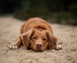 dog laying on the sand