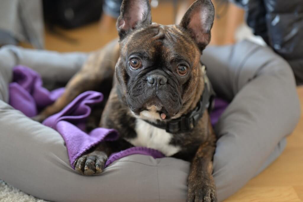 What To Know About French Bulldogs Argos Pet Insurance