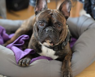 French Bulldog