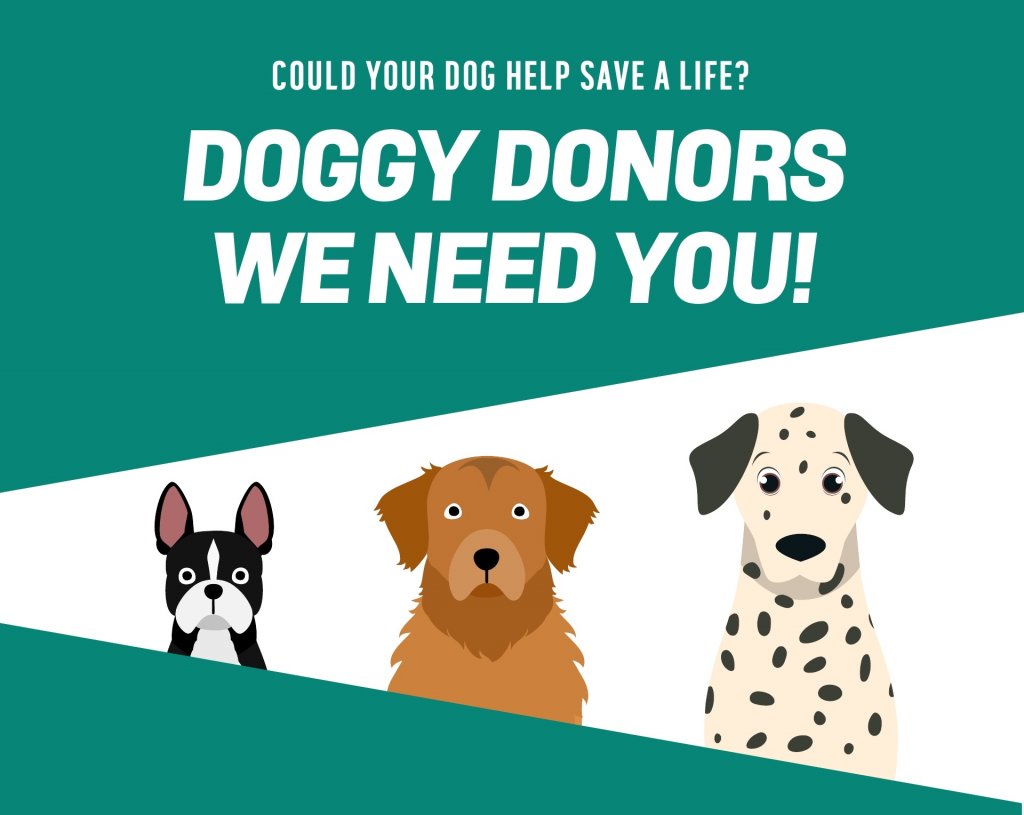 Illustration of three dogs for Pet Blood Bank with the words Could your dog help save a life? Doggy donors we need you!