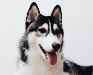 Black and white Siberian Husky