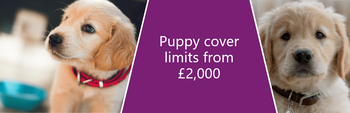 Collage image that includes close-up images of puppies along with the quote 'Puppy cover limits from £2000'