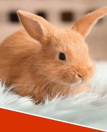 Light brown rabbit