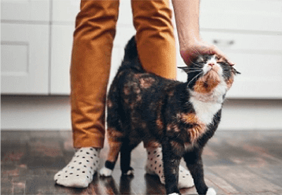 A cat being stroked by its owner