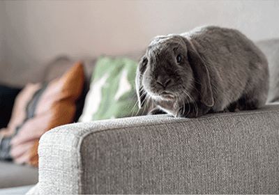 A rabbit sat on the arm of a sofa