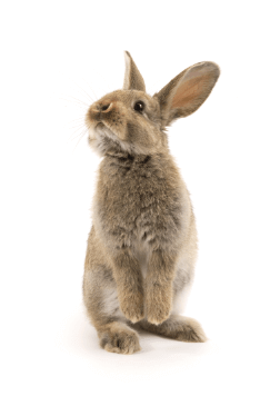 A curious rabbit looking up