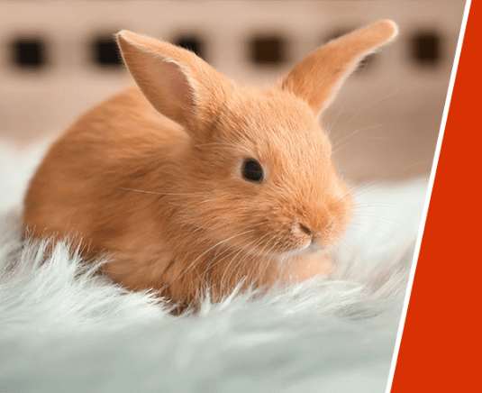 A light brown rabbit on a fluffy rug