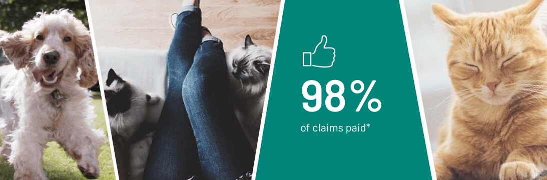 Collage image with a dog and three cats relaxing along with the quote '98% of claims paid*'