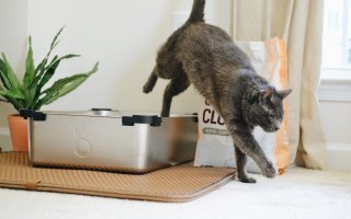 cat jumping out of litter tray