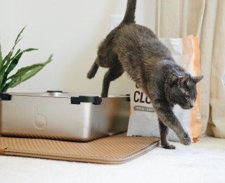 cat jumping out of litter tray