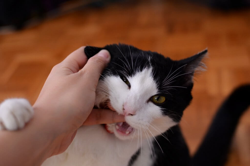 Why Do Cats Bite?, Cat Behaviour