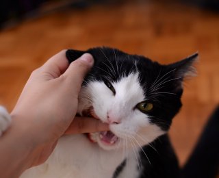 close up of cat biting hand