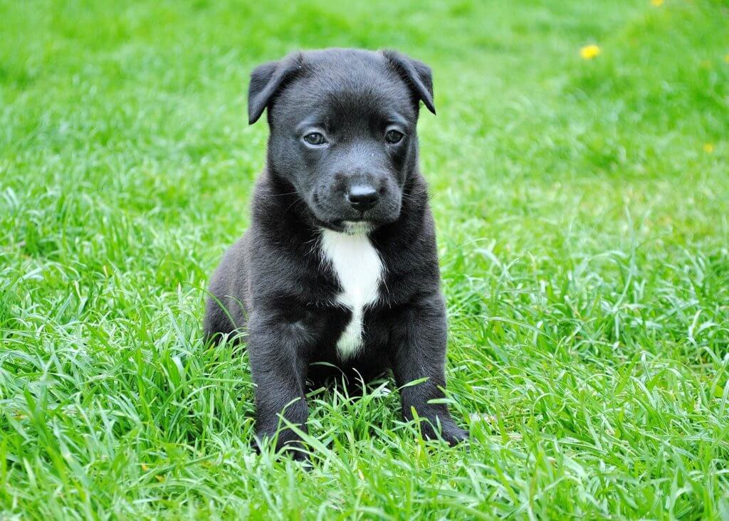 Puppy sales pads argos