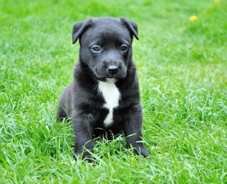 black and white puppy in garden