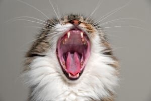 Close up cat with mouth open showing teeth