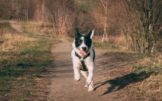 dog-running-in-park