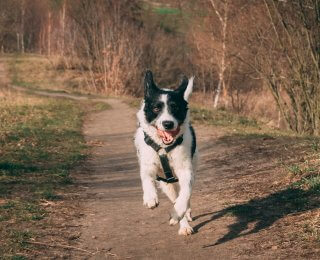 dog-running-in-park